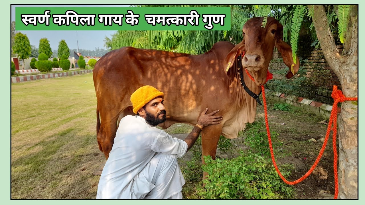स्वर्ण कपिला गाय के चमत्कारी गुण |  संत श्री आसारामजी गौशाला लुधियाना पंजाब
