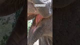 Feeding Ganesha My first Experience #shortsvideo #ytshorts #standupcomedy #elephants #travelvlog