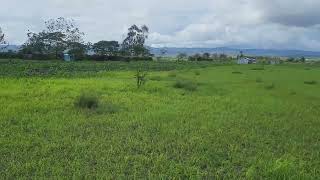 50ft x 100ft Plot of Land for sale in Ndovoini Muthwani in Mavoko Sub county @ 500k, 0725 88 4003