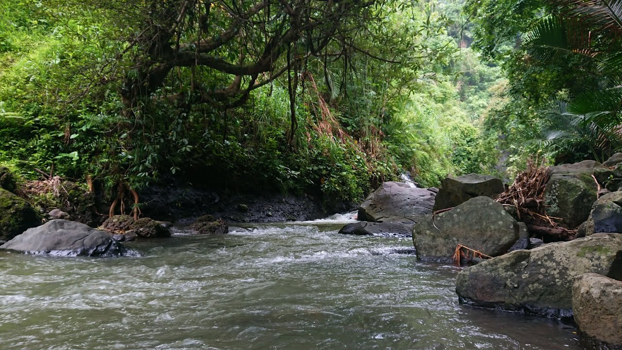 Relaxing River Sounds - Peaceful Forest River - 3 Hours Long - HD 1080p - Nature Video Relaxing River Sounds - Peaceful Forest River - 3 Hours Long - HD 1080p - Nature Video