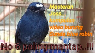 Kumpulan video kicoan merdu burung Sunda blue Robin / Anis bintang