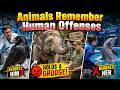 What Animals Hold Grudges Against People? Top 10 🐘