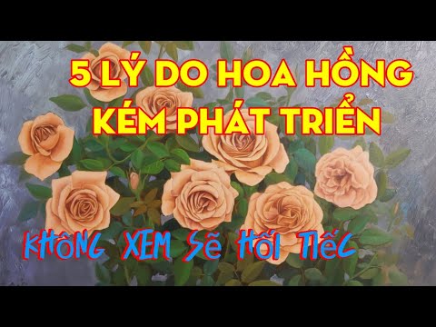 Video: 7 Công Thức Chăm Sóc Sức Khỏe Với Hoa Hồng Hông