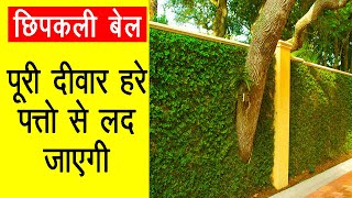 How to Grow Ficus Pumila to Decorate Wall (Chhipkali Bel)