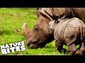 Mother Rhino Protects her New Baby | The Secret Life of the Zoo | Nature Bites