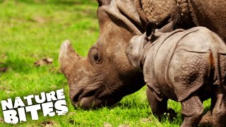 Mother Rhino Protects her New Baby | The Secret Life of the Zoo | Nature Bites