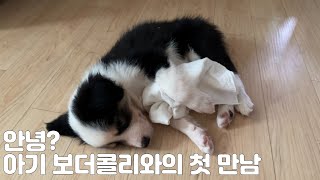 생후 44일차 아기 보더콜리와의 첫 만남 그리고 함께한 9일간의 기록