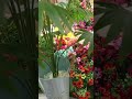 আর্টিফিশিয়াল বড় তাল গাছের সেটিং ২