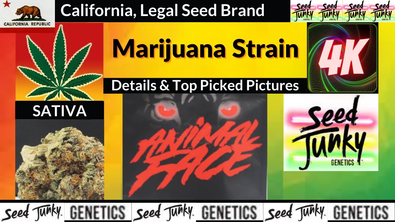 Animal Face Seed Junky Genetics Details