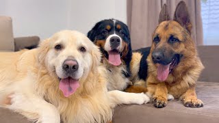 Golden Retriever and his friends have party on the sofa!