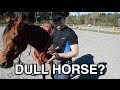 Solution: Horse won't yield to rein or leg pressure (1 of 2)