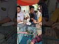 pet Market kolkata 😍/lowest price puppy dog/Gallif Street dogs #shorts #viral #dog #dogs #doglover