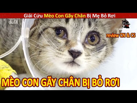 Video Mèo Mập Review Giải Cứu Mèo Con Gãy Chân Tội Nghiệp Bị... - youtube