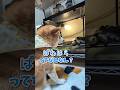 ブラックアヒル号の悲劇2 #柴犬スティーブ
