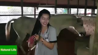 Fantastic! Lonely Girl Learn Give special Food to A Horse   How to Wash and Care A Horse's #02   You