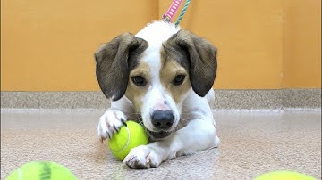 The Body Language Of Resource Guarding