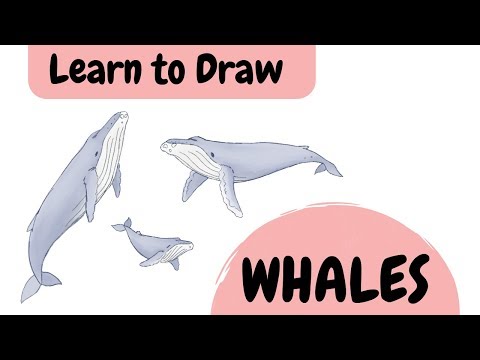 Video: Hoe Walvissen Te Tekenen