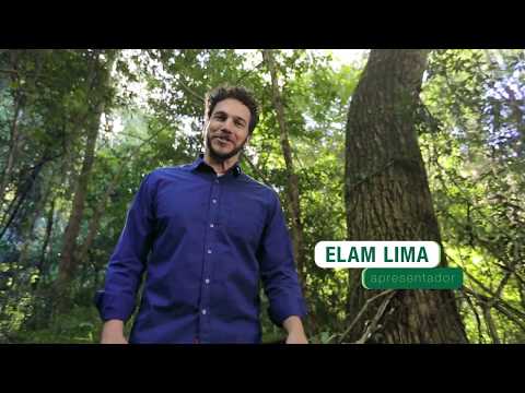 Vídeo: Para tipos de florestas?