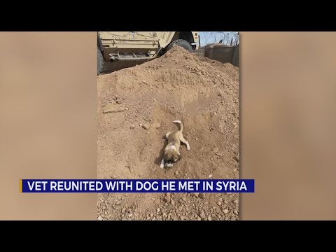 Video: Britisk veteran og hunden han reddet i Syria, gjenforenes etter 7 måneder