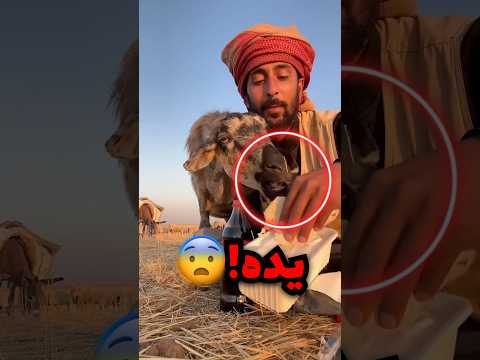 خرب عليه فطوره والمسكين استسلم وسلم الاكل للخروف