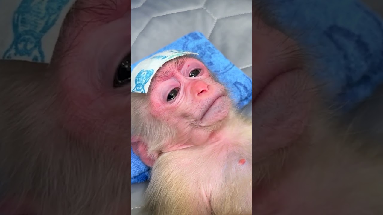 Dad takes care of sick baby monkey Annie | P1