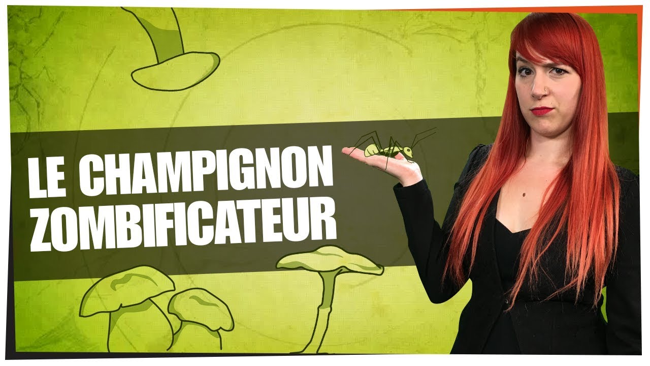 Le champignon zombificateur - Castor Mother #07 - String Theory