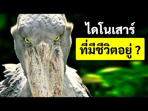 วีดีโอ: นกแก้วแคโรไลน์: คำอธิบายทางวิทยาศาสตร์ของสายพันธุ์ ข้อเท็จจริงที่น่าสนใจ ประวัติการสูญพันธุ์