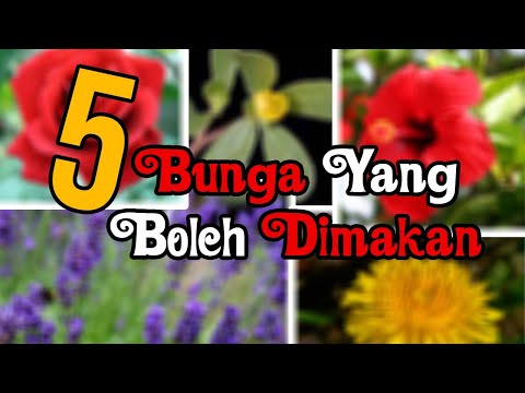 Video: Apakah kelopak mawar yang boleh dimakan?