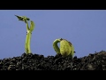 Underground bean germination and growing time lapse over 4 weeks