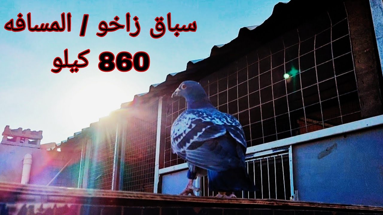سباق زاخو الاخير مسافه 860/ كيلو / 😍❤️✅