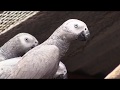 Bronx Zoo Staff Assist with African Grey Parrot Release | WCS