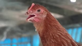 Poultry Firm of Bangladesh