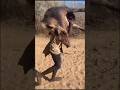 Which animal did Chhaba hunt to win the heart of the chieftain's daughter#shortsvideo