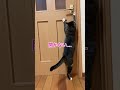 たまには開かない時もあるんです、、 #猫 #cat #ねこ #shorts #short
