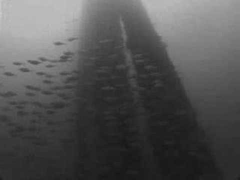 Kontour — Kontour - Shark Cage