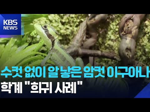 영국 동물원서 ‘수컷없이’ 알 낳은 암컷 이구아나…학계 “희귀 사례” [잇슈SNS] / KBS  2025.09.15.