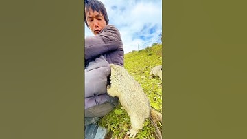 Marmots In Slow Motion Run For Me | #marmot #marmotas #shorts #short #shortsvideo