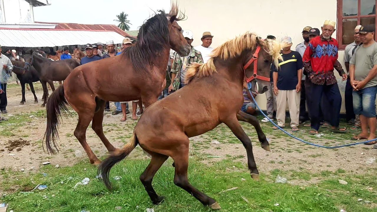 THIS SMART MINIATURE HORSE BECOMES THE CENTER OF ATTENTION
