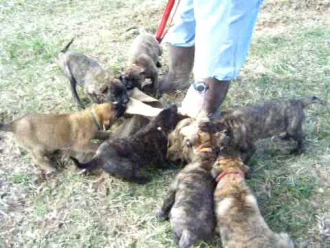 Logan Haus Kennels Arko puppies at 7 weeks