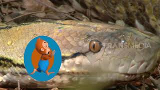 SOBAT LENDIR DAN SI JAGO LILIT | SI OTAN (23/08/19) PART 1