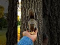 Gentle Moment with Wild Squirrels 🐿️ | Realistic Nature POV | Hand of Kindness