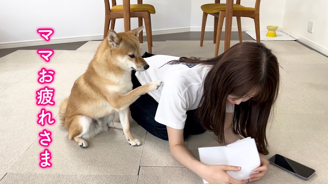 Adorable Shiba Inu gently snuggles up to mom on her way home from