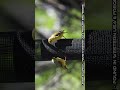 Touring Texas for Birds &amp; Flowers E1  #birds #flowers #nature