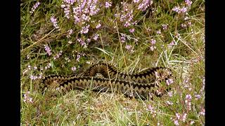 Download Lagu Adders in the Heather - Willson & McKee Download Lagu Adders in the Heather - Willson & McKee