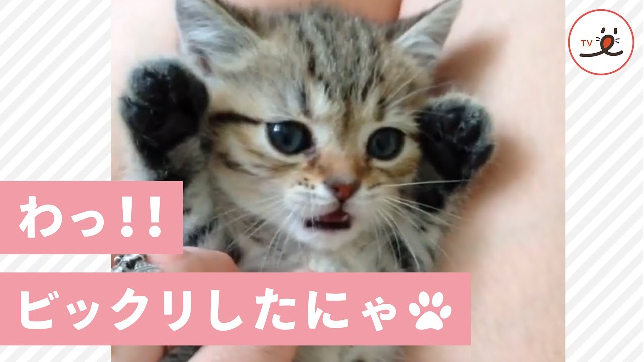 指をしゃぶった かわいい子猫ちゃんの 驚き顔がかわいくて 悶絶 Pecotv Youtube