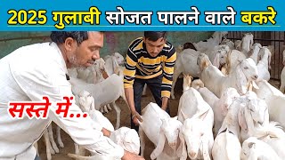 2025 गुलाबी सोजत पालने वाले बकरे | 2024 कुर्बानी सोजत के बड़े बकरे | EXPLOREWITHGP | GOAYFARM |