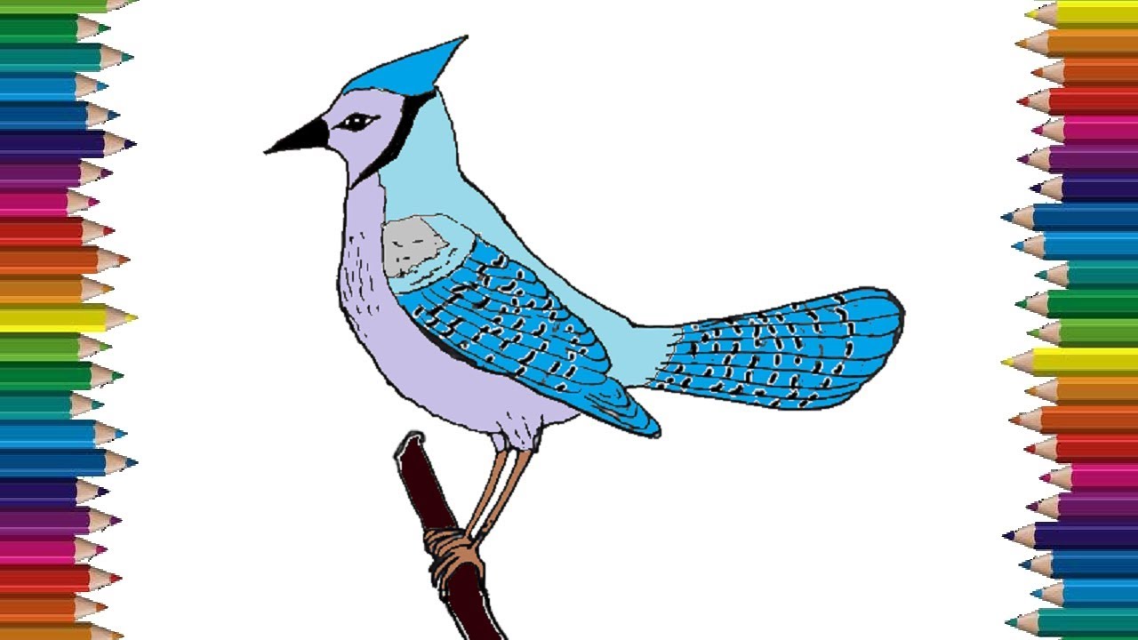 How To Draw A Blue Jay Bird Step By Step Bird Drawing Easy Youtube