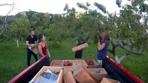 Picking Peaches at Union Lake Orchard