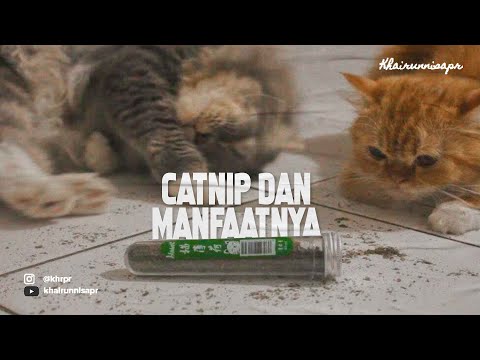 Video: Bolehkah Anda Merokok Catnip? Apa Yang Berlaku, Risiko Dan Banyak Lagi