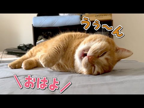 爆睡中の猫に「おはよう」と声をかけたときの反応が可愛すぎた！